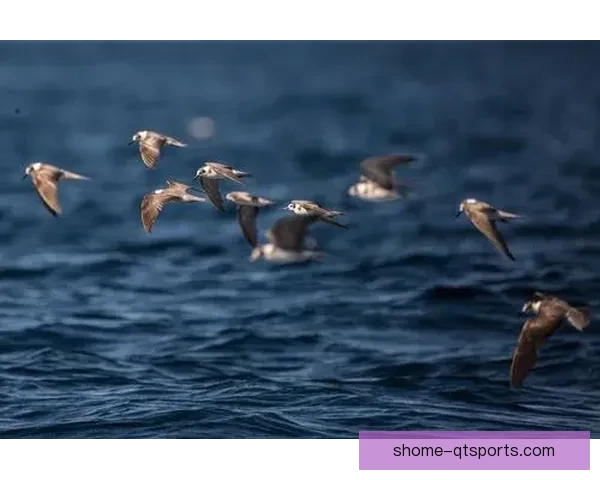 AFF赛场惊喜不断：危地马拉逆转奇基穆拉精彩回顾